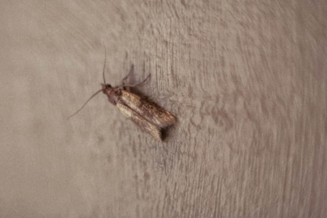 Jak zlikwidować mole w kuchni i skutecznie zapobiec ich powrotowi