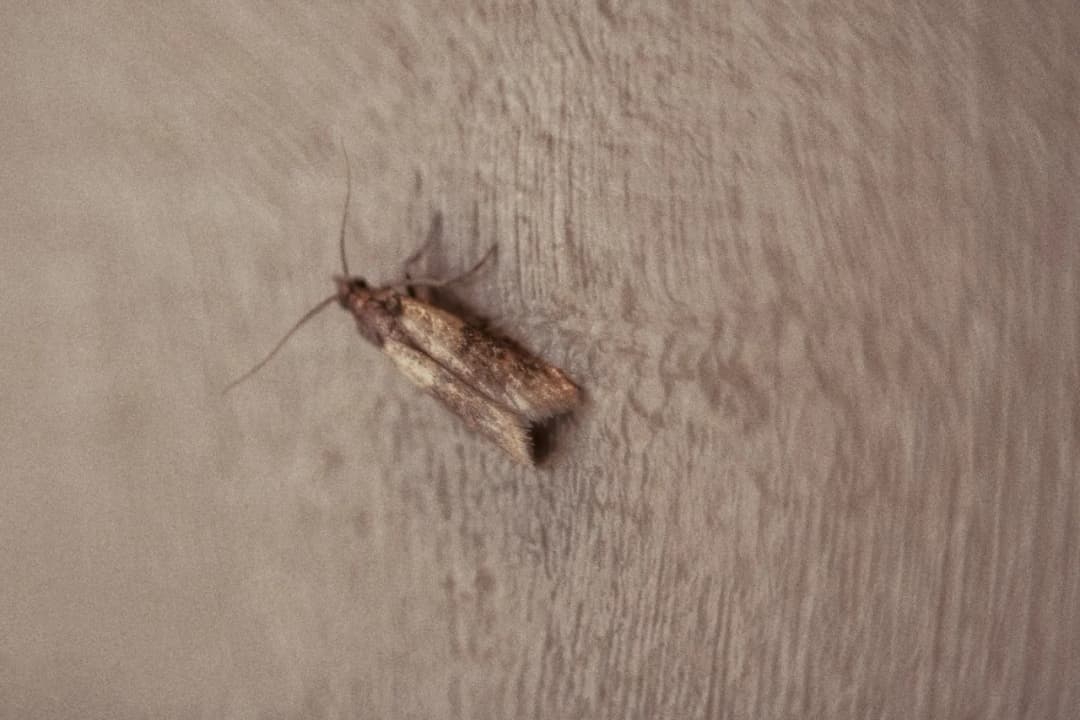 Jak zlikwidować mole w kuchni i skutecznie zapobiec ich powrotowi